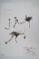 藏品(齒緣草)的圖片