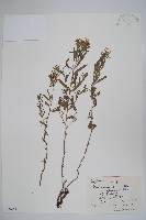 藏品(砂引草)的圖片