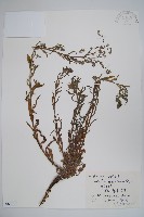 藏品(齒緣草)的圖片