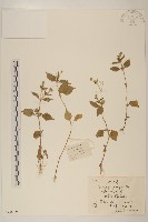 藏品(小米菊)的圖片