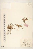 藏品(多裂蒲公英)的圖片