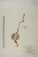 藏品(裂葉蒿)的圖片