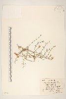 藏品(极叉枝鴨蔥)的圖片