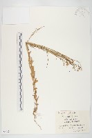 藏品(硬毛南芥)的圖片