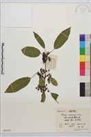 藏品(烏蘇里鼠李)的圖片