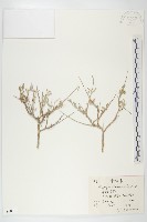 藏品(賀蘭女蒿)的圖片