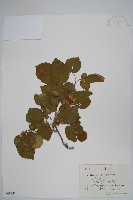 藏品(虎榛子)的圖片