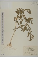 藏品(藜、灰藜)的圖片