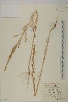 藏品(豬毛菜)的圖片