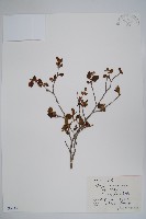 藏品(虎榛子)的圖片