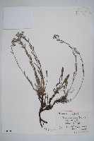 藏品(齒緣草)的圖片