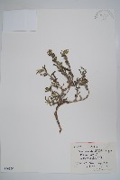 藏品(紫筒草)的圖片