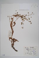 藏品(大果琉璃草)的圖片