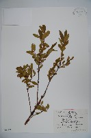 藏品(藍錠果)的圖片