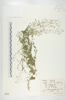 藏品(光果葶藶)的圖片