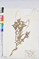 藏品(地构葉)的圖片