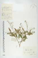 藏品(葶藶)的圖片