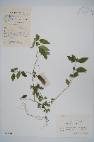 藏品(爵床、六角英)的圖片