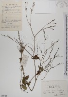 藏品(鴨兒芹)的圖片