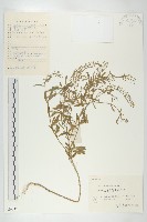 藏品(獨行菜)的圖片