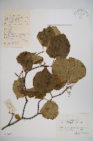 藏品(樺葉莢迷、玉山莢迷)的圖片