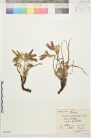 藏品(蒙古白頭翁)的圖片