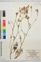 藏品(狹裂瓣蕊唐松草)的圖片