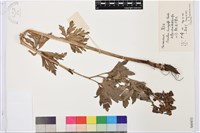 藏品(草烏頭)的圖片