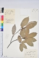 藏品(青剛櫟、鐵椆)的圖片