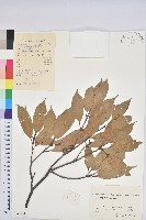 藏品(細葉青剛)的圖片