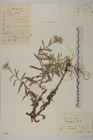 藏品(香青)的圖片