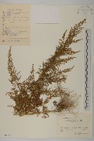 藏品(黃花蒿)的圖片