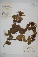 藏品(莢迷)的圖片