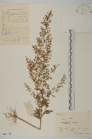 藏品(黃花蒿)的圖片