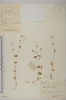 藏品(荷蓮豆)的圖片