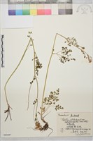 藏品(狹裂瓣蕊唐松草)的圖片