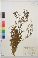 藏品(箭頭唐松草)的圖片