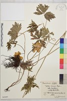 藏品(金蓮花)的圖片