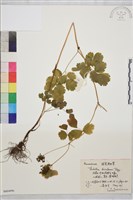 藏品(貝加爾唐松草)的圖片