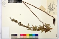 藏品(陰山烏頭)的圖片