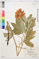 藏品(芍藥)的圖片