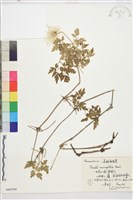 藏品(大花鐵線蓮)的圖片