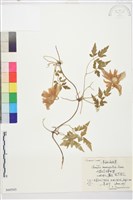 藏品(大花鐵線蓮)的圖片