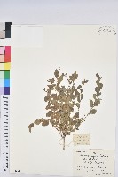 藏品(葉底珠、市蔥密花葉底珠)的圖片