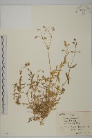 藏品(卷耳)的圖片