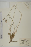 藏品(細葉石頭花)的圖片