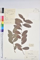 藏品(紅毛饅頭果)的圖片