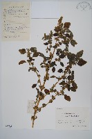 藏品(凹葉野莧菜)的圖片