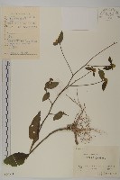 藏品(杓兒菜)的圖片