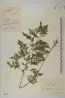 藏品(豬草、瘤果菊)的圖片